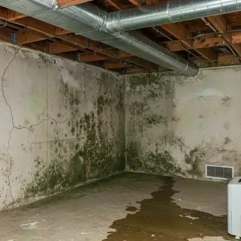 Professional Mold Removal in Oceana, WV